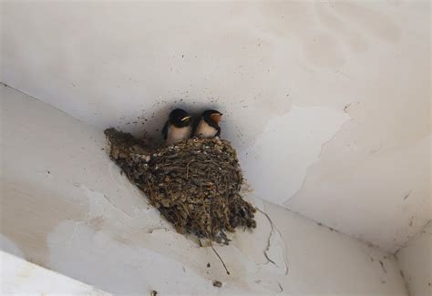 家裡燕子築巢